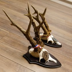 Deer antlers, 3 pieces, roe deer bucks, deer buck antlers, carved trophy signs 22.1320