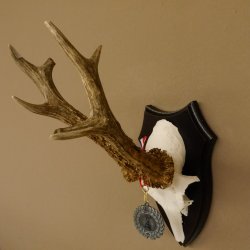 Deer antlers, 3 pieces, roe deer bucks, deer buck antlers, carved trophy signs 22.1320