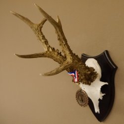 Deer antlers, 3 pieces, roe deer bucks, deer buck antlers, carved trophy signs 22.1320