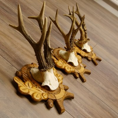 Deer antlers, 3 pieces, roe deer bucks, deer buck antlers, carved trophy signs 22.1320