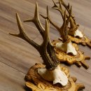 Deer antlers, 3 pieces, roe deer bucks, deer buck antlers, carved trophy signs 22.1320