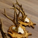 Deer antlers, 3 pieces, roe deer bucks, deer buck antlers, carved trophy signs 22.1320