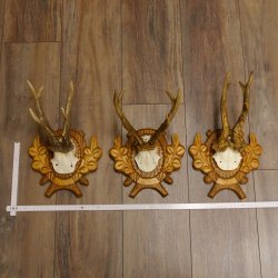 Deer antlers, 3 pieces, roe deer bucks, deer buck antlers, carved trophy signs 22.1320