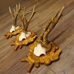 Deer antlers, 3 pieces, roe deer bucks, deer buck antlers, carved trophy signs 22.1320