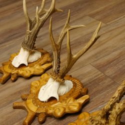 Deer antlers, 3 pieces, roe deer bucks, deer buck antlers, carved trophy signs 22.1320