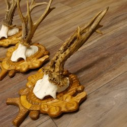 Deer antlers, 3 pieces, roe deer bucks, deer buck antlers, carved trophy signs 22.1320