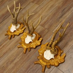 Deer antlers, 3 pieces, roe deer bucks, deer buck antlers, carved trophy signs 22.1320