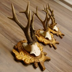 Deer antlers, 3 pieces, roe deer bucks, deer buck antlers, carved trophy signs 22.1320