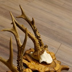 Deer antlers, 3 pieces, roe deer bucks, deer buck antlers, carved trophy signs 22.1320