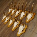 Cuernos de corzo, 3 piezas, corzos machos, cuernos de...