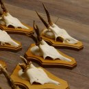 Cuernos de corzo, 3 piezas, corzos machos, cuernos de corzo tallados, placas de trofeo 22.1320