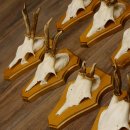 Cuernos de corzo, 3 piezas, corzos machos, cuernos de corzo tallados, placas de trofeo 22.1320