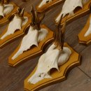 Cuernos de corzo, 3 piezas, corzos machos, cuernos de corzo tallados, placas de trofeo 22.1320