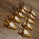 Cuernos de corzo, 3 piezas, corzos machos, cuernos de corzo tallados, placas de trofeo 22.1320