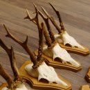 Cuernos de corzo, 3 piezas, corzos machos, cuernos de corzo tallados, placas de trofeo 22.1320