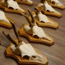 Cuernos de corzo, 3 piezas, corzos machos, cuernos de corzo tallados, placas de trofeo 22.1320