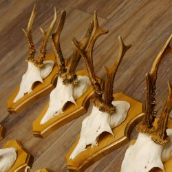 Cuernos de corzo, 3 piezas, corzos machos, cuernos de corzo tallados, placas de trofeo 22.1320