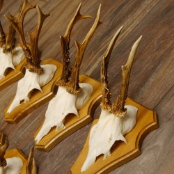 Cuernos de corzo, 3 piezas, corzos machos, cuernos de corzo tallados, placas de trofeo 22.1320