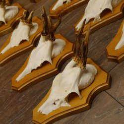 Cuernos de corzo, 3 piezas, corzos machos, cuernos de corzo tallados, placas de trofeo 22.1320