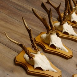 Cuernos de corzo, 3 piezas, corzos machos, cuernos de corzo tallados, placas de trofeo 22.1320