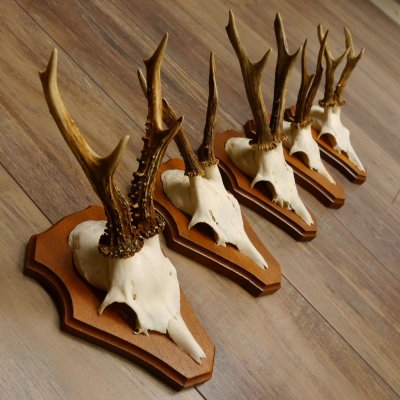 Cuernos de corzo, 3 piezas, corzos machos, cuernos de corzo tallados, placas de trofeo 22.1320