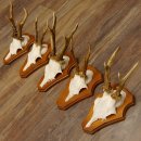 Cuernos de corzo, 3 piezas, corzos machos, cuernos de corzo tallados, placas de trofeo 22.1320