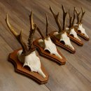 Cuernos de corzo, 3 piezas, corzos machos, cuernos de corzo tallados, placas de trofeo 22.1320