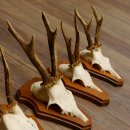 Cuernos de corzo, 3 piezas, corzos machos, cuernos de corzo tallados, placas de trofeo 22.1320