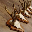 Cuernos de corzo, 3 piezas, corzos machos, cuernos de corzo tallados, placas de trofeo 22.1320