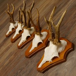 Cuernos de corzo, 3 piezas, corzos machos, cuernos de corzo tallados, placas de trofeo 22.1320