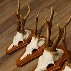 Cuernos de corzo, 3 piezas, corzos machos, cuernos de corzo tallados, placas de trofeo 22.1320
