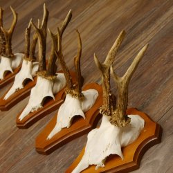 Cuernos de corzo, 3 piezas, corzos machos, cuernos de corzo tallados, placas de trofeo 22.1320