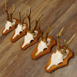 Cuernos de corzo, 3 piezas, corzos machos, cuernos de corzo tallados, placas de trofeo 22.1320