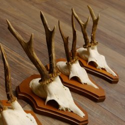 Cuernos de corzo, 3 piezas, corzos machos, cuernos de corzo tallados, placas de trofeo 22.1320