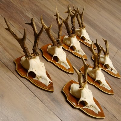 Bois de chevreuil, 3 pièces, chevreuils mâles, bois de chevreuil, trophées sculptés, 22.1320