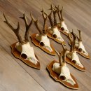 Rehgeweihe 7 Stück Rehböcke Reh Bock Geweihe...