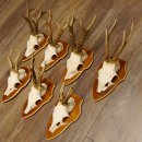 Bois de chevreuil, 3 pièces, chevreuils mâles, bois de chevreuil, trophées sculptés, 22.1320