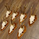 Bois de chevreuil, 3 pièces, chevreuils mâles, bois de chevreuil, trophées sculptés, 22.1320