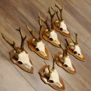 Bois de chevreuil, 3 pièces, chevreuils mâles, bois de chevreuil, trophées sculptés, 22.1320