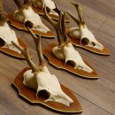 Bois de chevreuil, 3 pièces, chevreuils mâles, bois de chevreuil, trophées sculptés, 22.1320