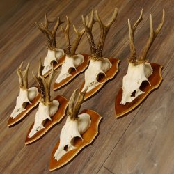 Bois de chevreuil, 3 pièces, chevreuils mâles, bois de chevreuil, trophées sculptés, 22.1320