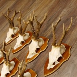 Bois de chevreuil, 3 pièces, chevreuils mâles, bois de chevreuil, trophées sculptés, 22.1320