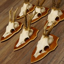 Bois de chevreuil, 3 pièces, chevreuils mâles, bois de chevreuil, trophées sculptés, 22.1320