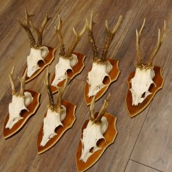 Bois de chevreuil, 3 pièces, chevreuils mâles, bois de chevreuil, trophées sculptés, 22.1320