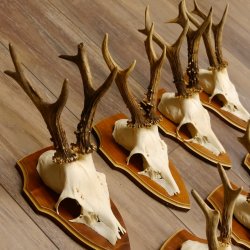 Bois de chevreuil, 3 pièces, chevreuils mâles, bois de chevreuil, trophées sculptés, 22.1320