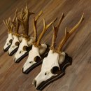 Rehgeweihe 5 Stück Rehböcke Reh Bock Geweihe...