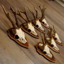 Rehgeweihe 7 Stück Rehböcke Reh Bock Geweihe...