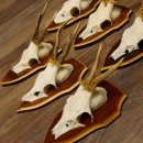 Bois de chevreuil, 3 pièces, chevreuils mâles, bois de chevreuil, trophées sculptés, 22.1320