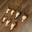 Bois de chevreuil, 3 pièces, chevreuils mâles, bois de chevreuil, trophées sculptés, 22.1320