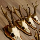 Bois de chevreuil, 3 pièces, chevreuils mâles, bois de chevreuil, trophées sculptés, 22.1320